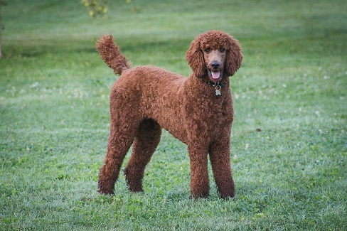 cinfully sweet poodles