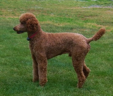 cinfully sweet poodles