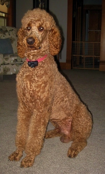 cinfully sweet poodles