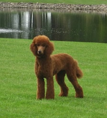 cinfully sweet poodles