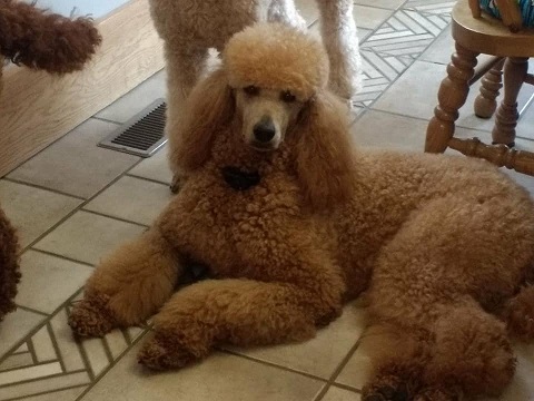 cinfully sweet poodles